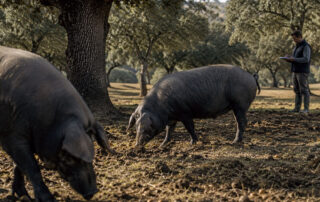 Qué significa 100% ibérico y cómo se verifica - La Casa del Jamón