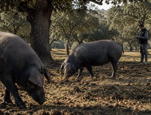 Qué significa 100% ibérico y cómo se verifica