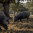 Qué significa 100% ibérico y cómo se verifica - La Casa del Jamón